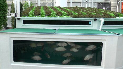 fish-for-aquaponics-1 fish-for-aquaponics-1