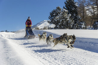 the_husky_experience_escursioni_cani_da_slitta_sleddog_a_sestriere_piemonte_gallery_13.jpeg the_husky_experience_escursioni_cani_da_slitta_sleddog_a_sestriere_piemonte_gallery_13.jpeg