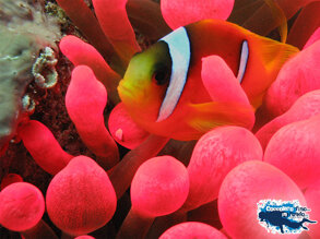 83cf61ef-a224-431f-a7e2-e129eeee9394 83cf61ef-a224-431f-a7e2-e129eeee9394