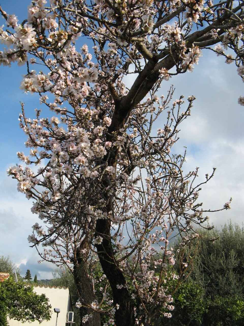 Mandorlo in fiore Mandorlo in fiore