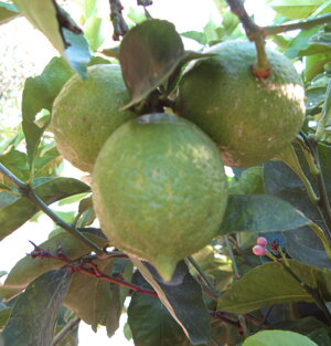 Limoni biologici 