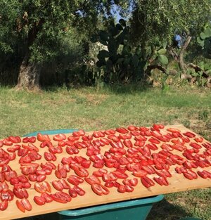 Pomodori ad essiccare per l'inverno