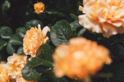 76d4b21c-4a6a-450c-b756-11bab5ecebfa 76d4b21c-4a6a-450c-b756-11bab5ecebfa