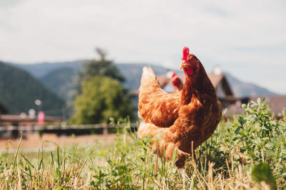 9710d586-2d8e-4286-8970-28145311ea8f 9710d586-2d8e-4286-8970-28145311ea8f