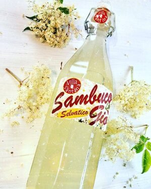 sambuco-gio