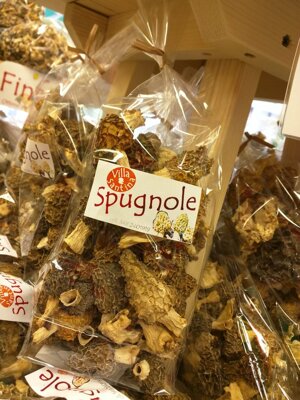 spugnola-morchella
