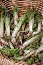 radic-di-mont-radicchio-di-montagna