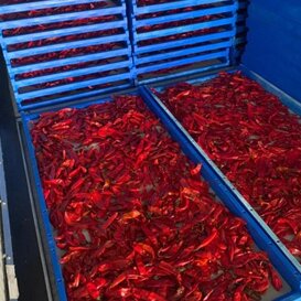 telaio blu essiccazione frutta / verdura telaio blu essiccazione frutta / verdura