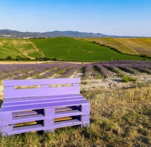 Santa Luce, campi di lavanda
