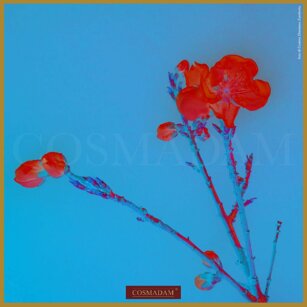 “… fiori innaturali per modificare la visione usurata della realtà.”#palazzobonaguro