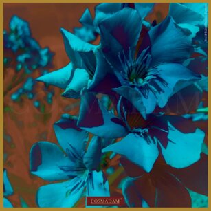 “… fiori innaturali per modificare la visione usurata della realtà.”