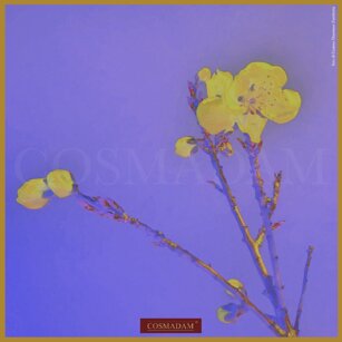 “… fiori innaturali per modificare la visione usurata della realtà.”#palazzobonaguro