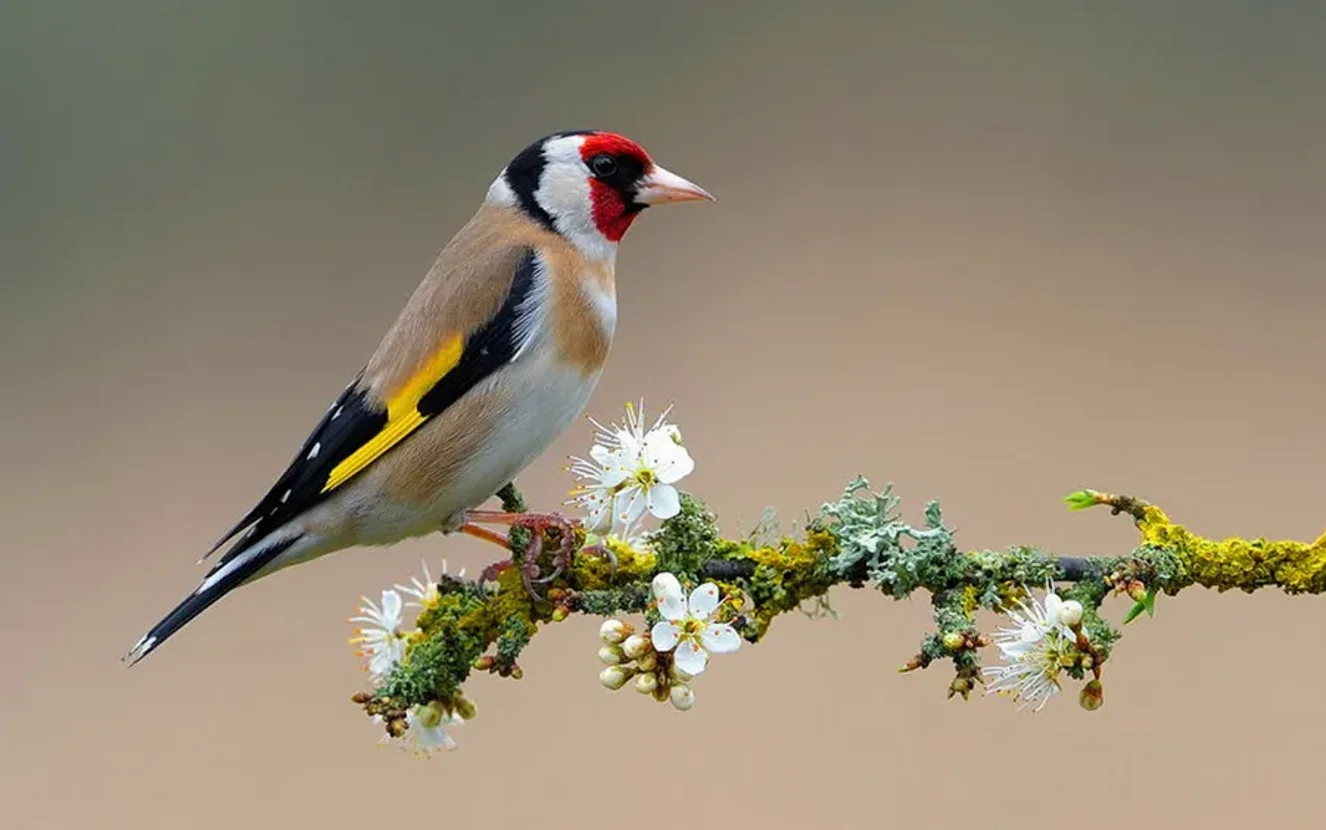 1920x1080-hd-birds-goldfinch-2nv5hjrc105cfbu4 1920x1080-hd-birds-goldfinch-2nv5hjrc105cfbu4