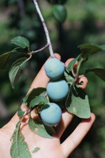 wiesl-hof-gefriergetrockneter-fruchte-mix