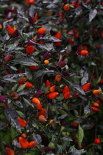 wiesl-hof-chili-salsa-habanero-knoblauch-50-ml