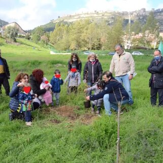 alberi1.jpeg