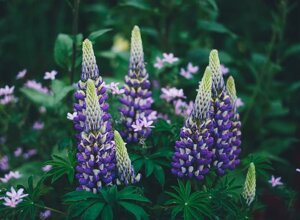 nuova-zelanda-istock-1308472567_0_0.webp