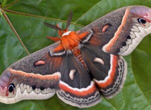 falena-cecropia-2-vera.jpeg