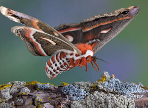 falena-cecropia-1-vera.jpeg