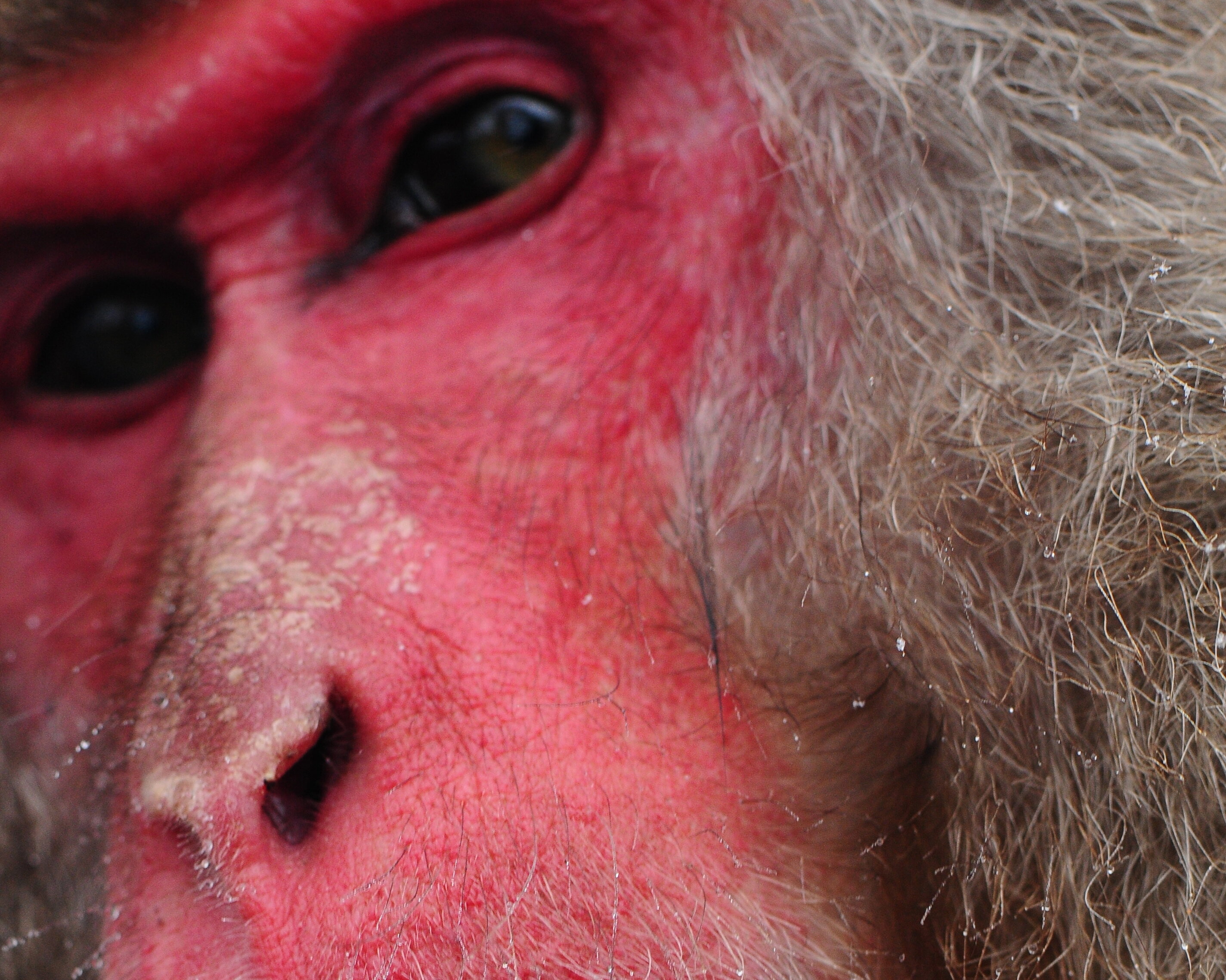 The Japanese monkeys of Nagano