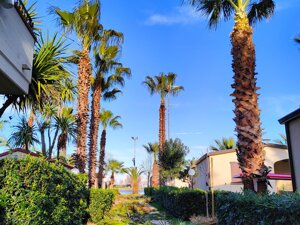 bucanvilla + struttura vasi.jpeg