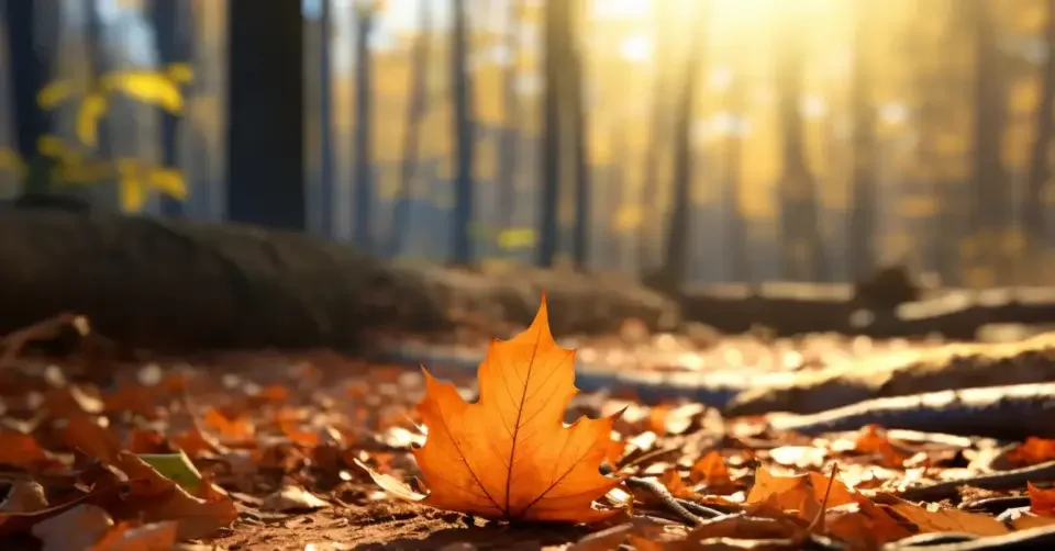 blog-autunno-960x502-(1).webp