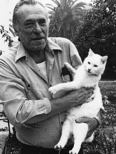 gatto-bukowski.jpeg gatto-bukowski.jpeg