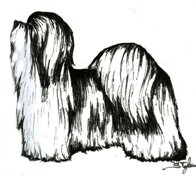 morf_coton de tulear.jpeg