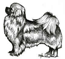morf_tibetan spaniel.jpeg
