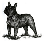 main_bouledogue francais_3.jpeg