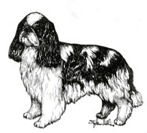 morf_king charles spaniel.jpeg