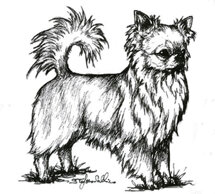 morf_chihuahua pelo lungo.jpeg