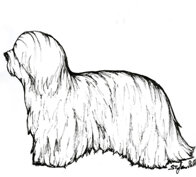 morf_bichon havanais.jpeg