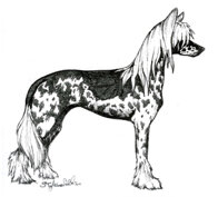 morf_chinese crested dog.jpeg