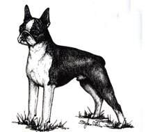 morf_boston terrier.jpeg