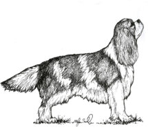 morf_cavalier king charles spaniel.jpeg