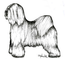 morf_tibetan terrier.jpeg