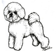 morf_bichon_frise.jpeg