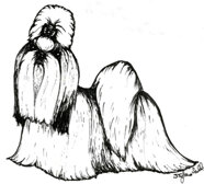 morf_shih tzu.jpeg
