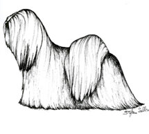 morf_lhasa apso.jpeg