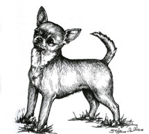 morf_chihuahua.jpeg
