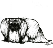 morf_pekinese.jpeg