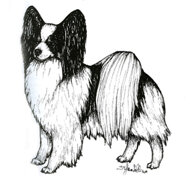 morf_papillon.jpeg