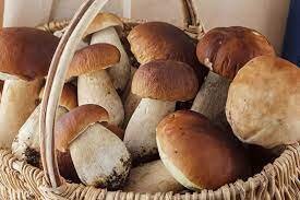 Sagre del Fungo nel Lazio