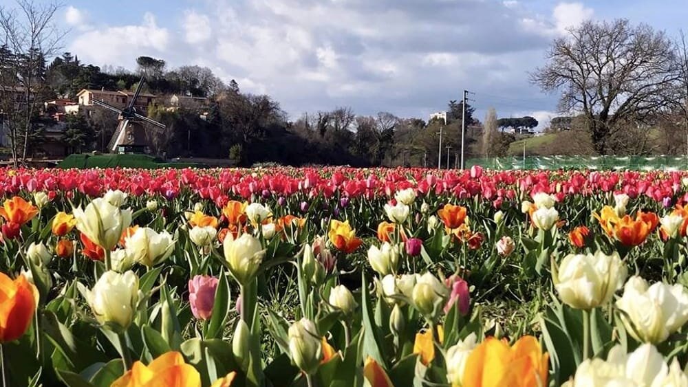 Riapre Tulipark Riapre Tulipark