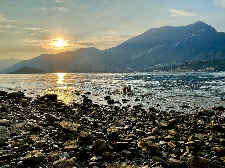 spiaggia tramonto cani.jpeg
