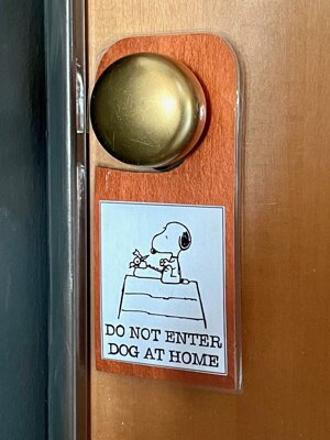 dog - 1.jpeg dog - 1.jpeg