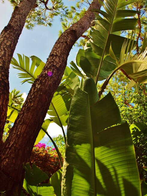 p9086127 (768x1024).jpeg