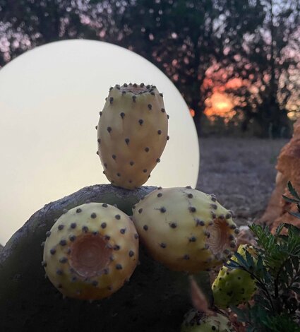 img_8976.jpeg img_8976.jpeg