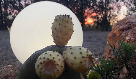 img_1637.jpeg img_1637.jpeg